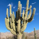 Review photo of Catalina State Park Campground by Janet H., March 18, 2021