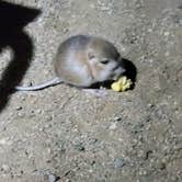 Review photo of Joshua Tree Lake Dispersed Camping by Pinkie K., March 18, 2021