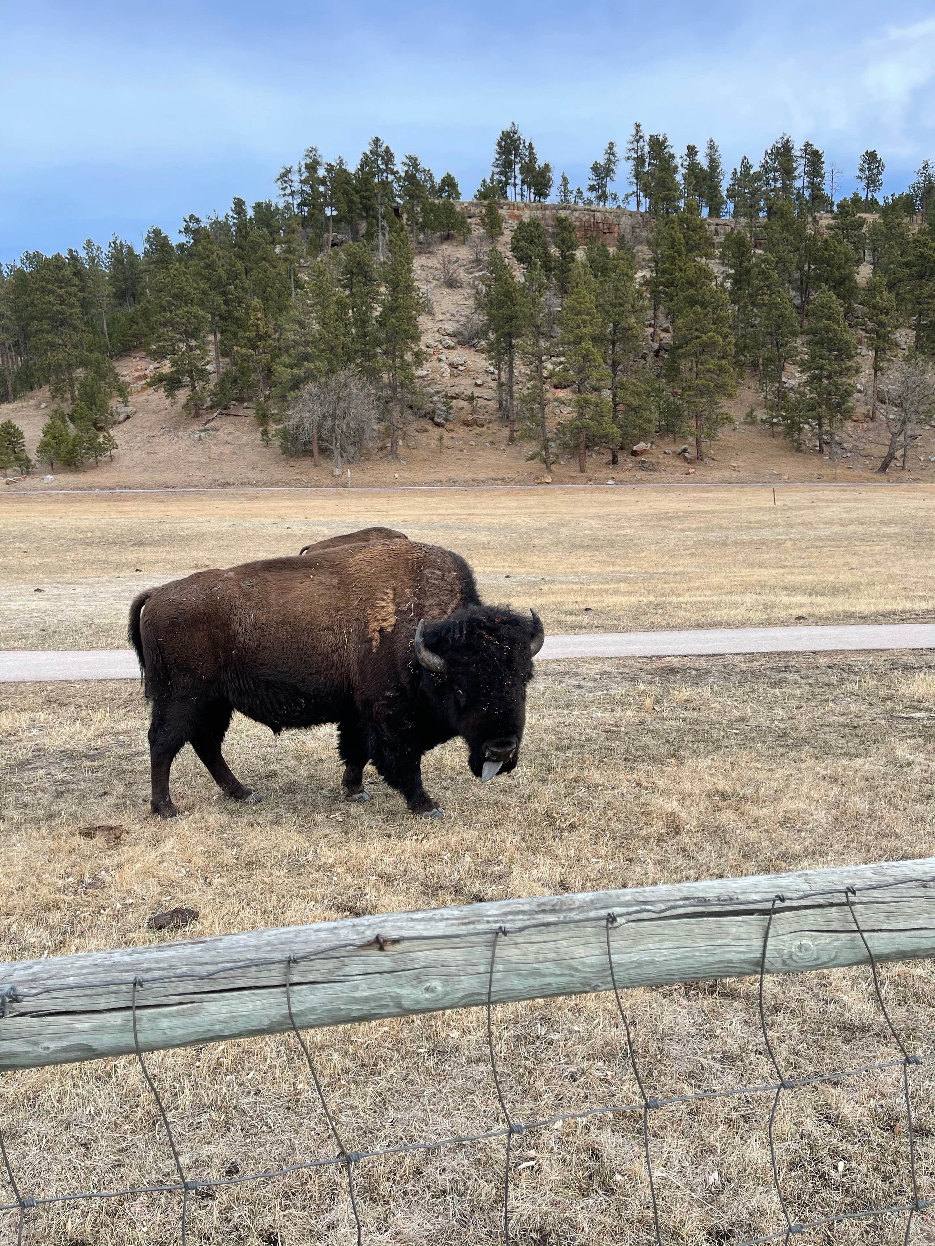 Camper-submitted photo at Game Lodge Campground — Custer State Park near Fairburn, SD