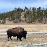 Review photo of Game Lodge Campground — Custer State Park by Joie V., March 19, 2021