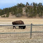 Review photo of Game Lodge Campground — Custer State Park by Joie V., March 19, 2021