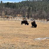 Review photo of Game Lodge Campground — Custer State Park by Joie V., March 19, 2021