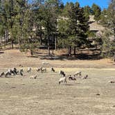 Review photo of Game Lodge Campground — Custer State Park by Joie V., March 19, 2021