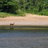 Review photo of Buffalo Point — Buffalo National River by Adam R., March 19, 2021