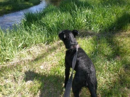 Julie P.'s photo of camping with pets at Mt Hood Village Resort near Sandy, OR