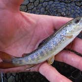 Review photo of Mt Hood Village Resort by Julie P., May 30, 2018