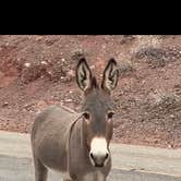 Review photo of Alamo Lake State Park Campground by Lisa H., March 19, 2021