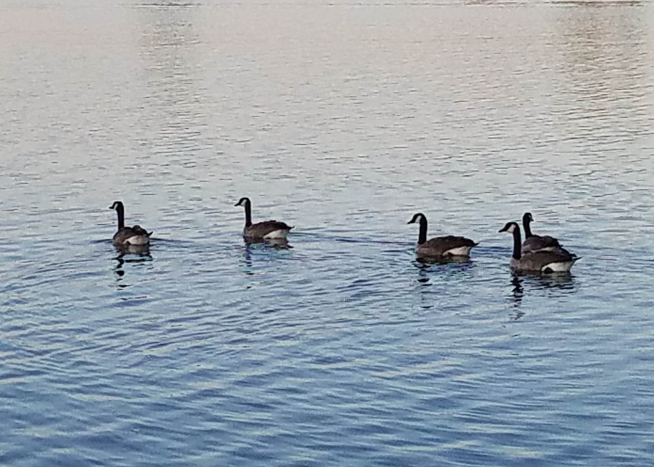 Tongue River Reservoir State Park Camping The Dyrt