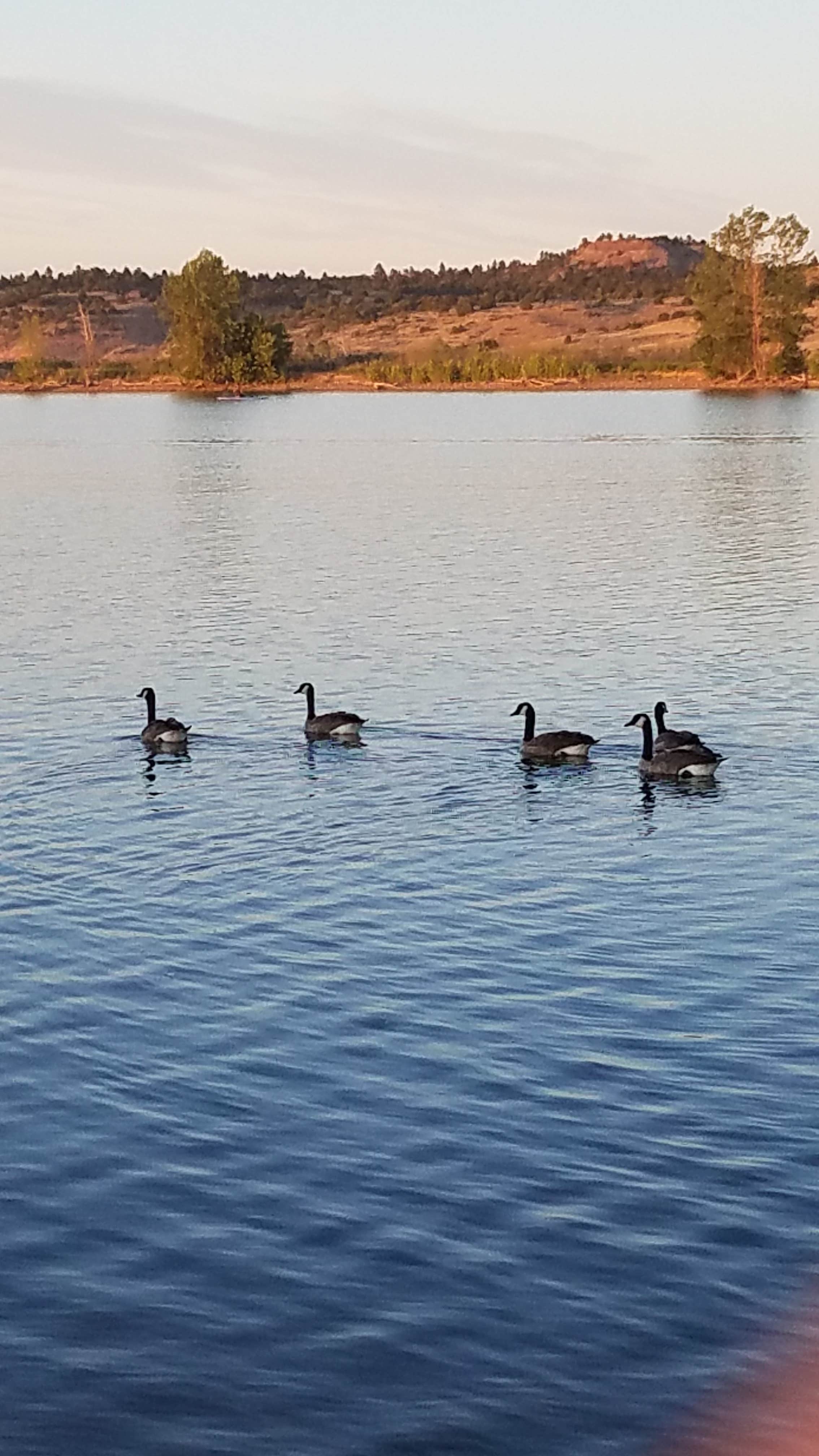 Camper submitted image from Tongue River State Park Campground - 1