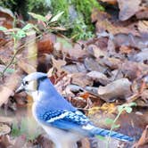 Review photo of Devil's Den State Park Campground by Lee D., March 19, 2021