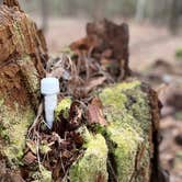 Review photo of Santee State Park--Lakeshore Campground by Mea H., March 20, 2021