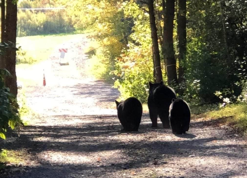 Camper-submitted photo at Lehigh Gorge Campground near Blakeslee, PA