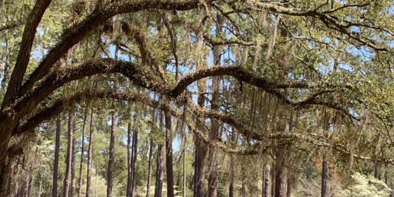 Camper submitted image from Chehaw Park Campground