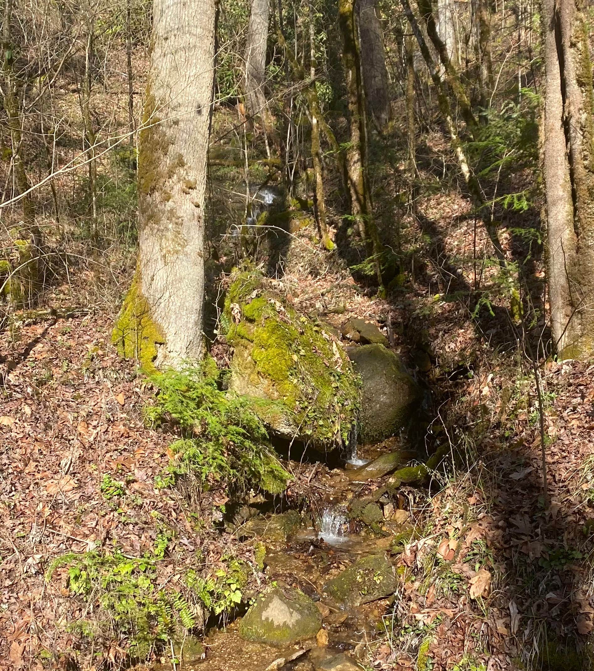 Camper-submitted photo at Citico Creek Area near Tallassee, TN