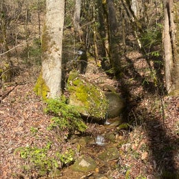 Citico Creek Area
