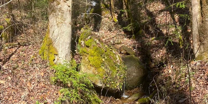 Camper submitted image from Citico Creek Area