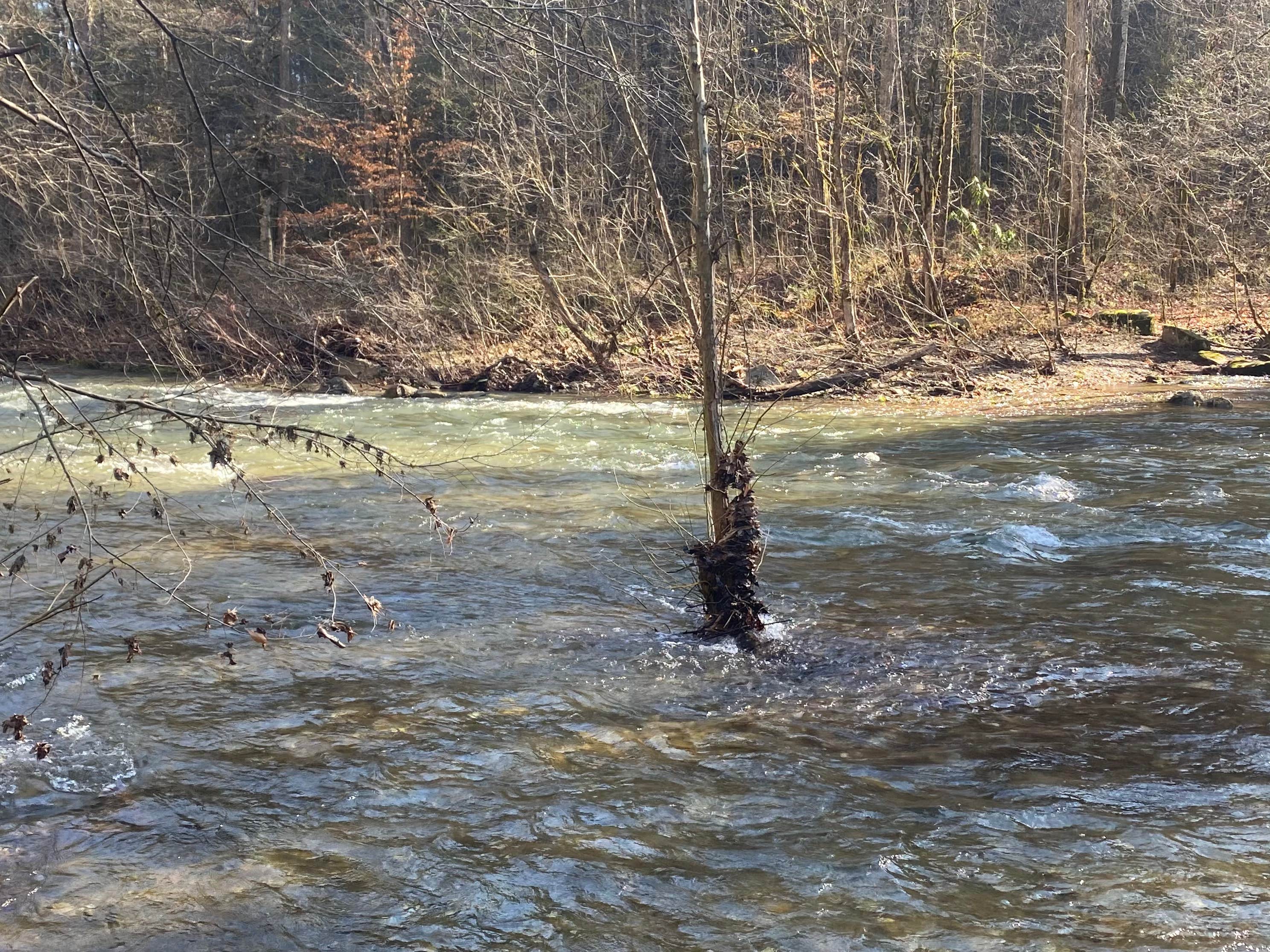 Camper-submitted photo at Citico Creek Area near Tallassee, TN