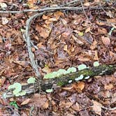 Review photo of Longleaf Campground — Congaree National Park by Neil T., March 21, 2021