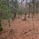 Review photo of Longleaf Campground — Congaree National Park by Neil T., March 21, 2021