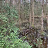 Review photo of Longleaf Campground — Congaree National Park by Neil T., March 21, 2021