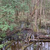 Review photo of Longleaf Campground — Congaree National Park by Neil T., March 21, 2021