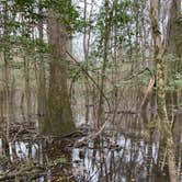 Review photo of Longleaf Campground — Congaree National Park by Neil T., March 21, 2021