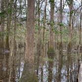 Review photo of Longleaf Campground — Congaree National Park by Neil T., March 21, 2021