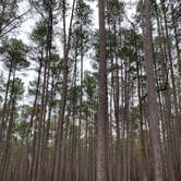 Review photo of Longleaf Campground — Congaree National Park by Neil T., March 21, 2021