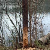 Review photo of Lake Powhatan — National Forests In North Carolina by Neil T., March 21, 2021