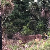 Review photo of Kilpatrick Hammock Campground — Kissimmee Prairie Preserve State Park by Lorilee S., March 21, 2021