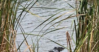 Kissimmee Prairie Preserve State Park