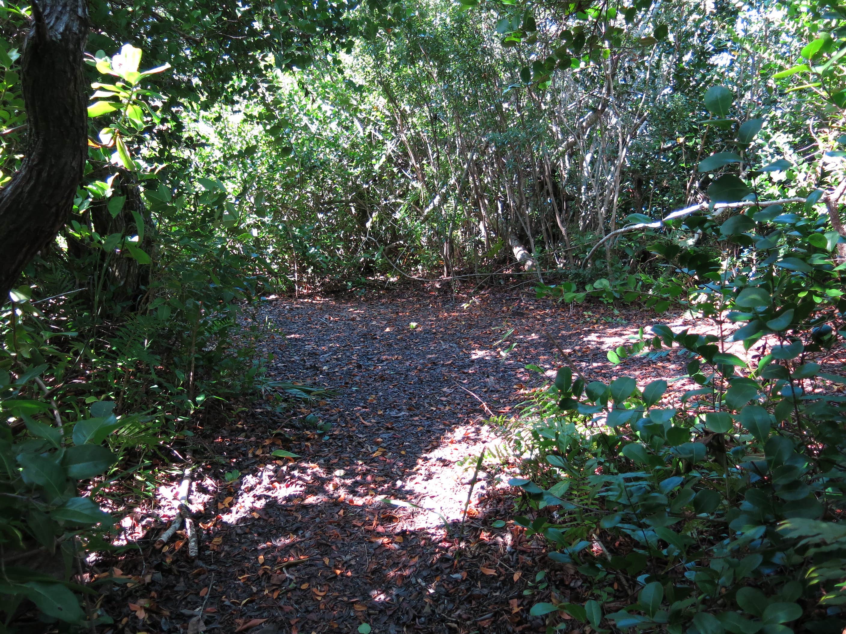 Camper-submitted photo at Lard Can Wilderness Campground — Everglades National Park near Florida City, FL