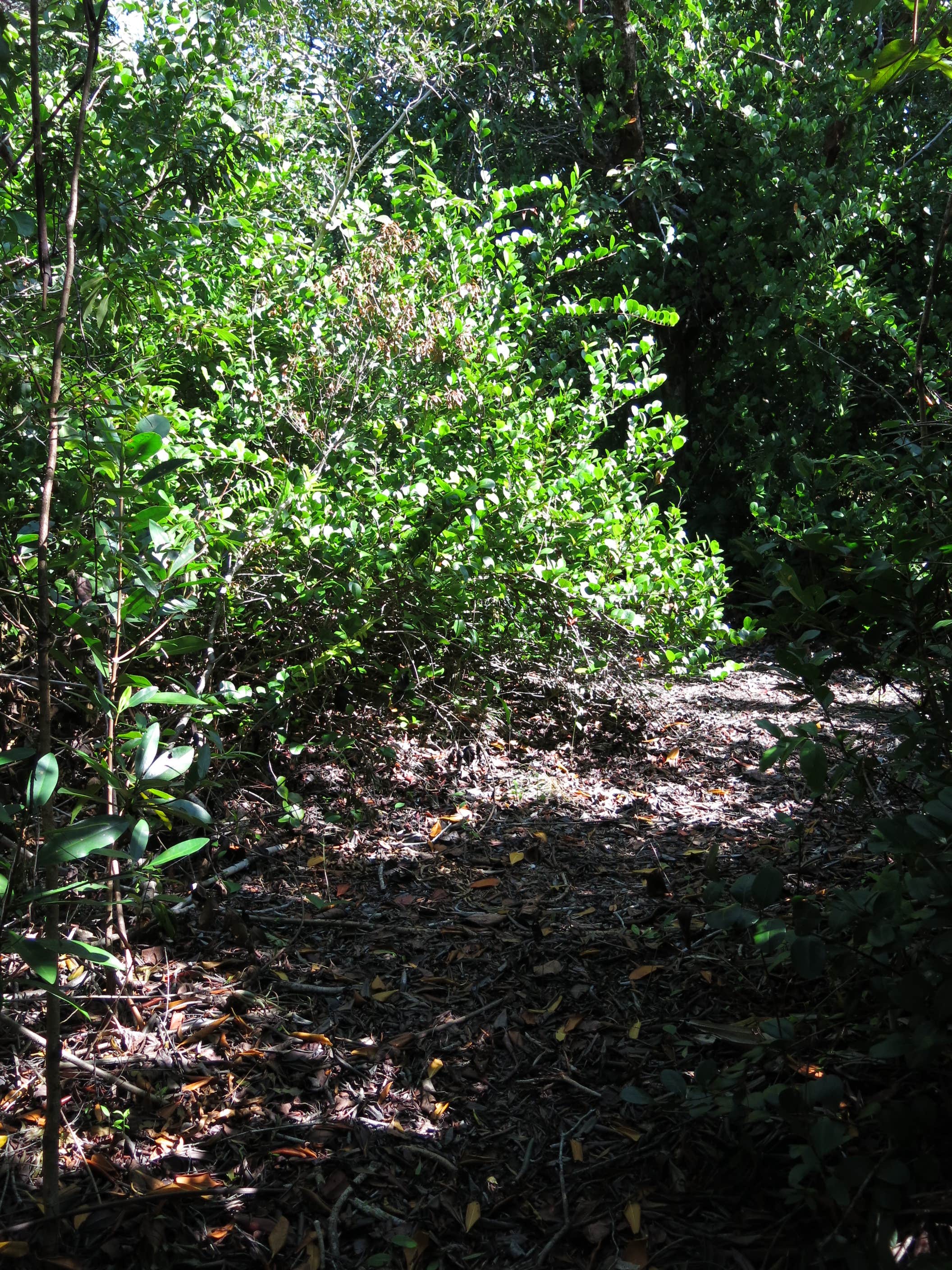 Camper-submitted photo at Lard Can Wilderness Campground — Everglades National Park near Florida City, FL