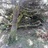 Review photo of Nehalem Bay State Park Campground by Robert D., March 22, 2021