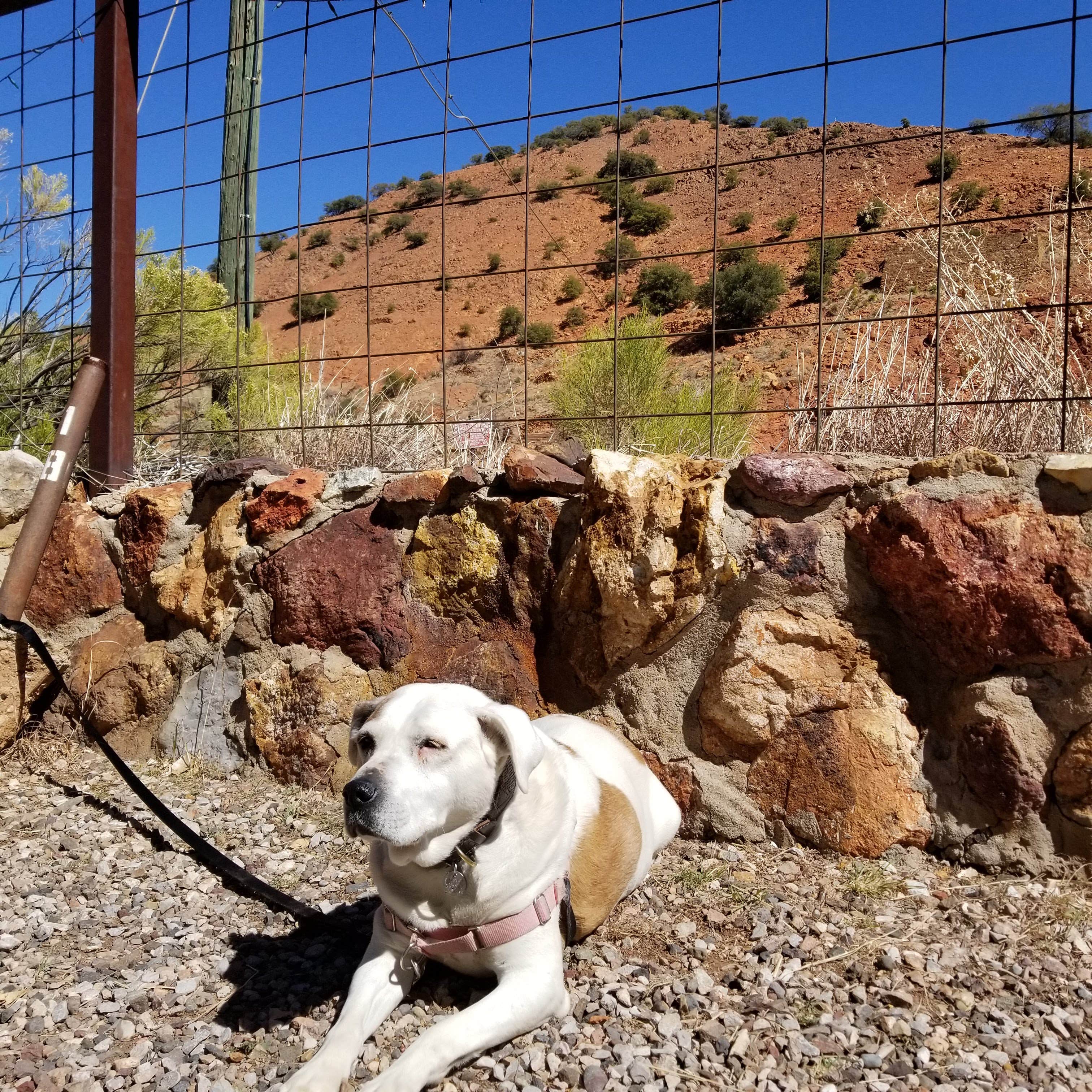 G. F.'s photo of camping with pets at Queen Mine RV Park near Elfrida, AZ