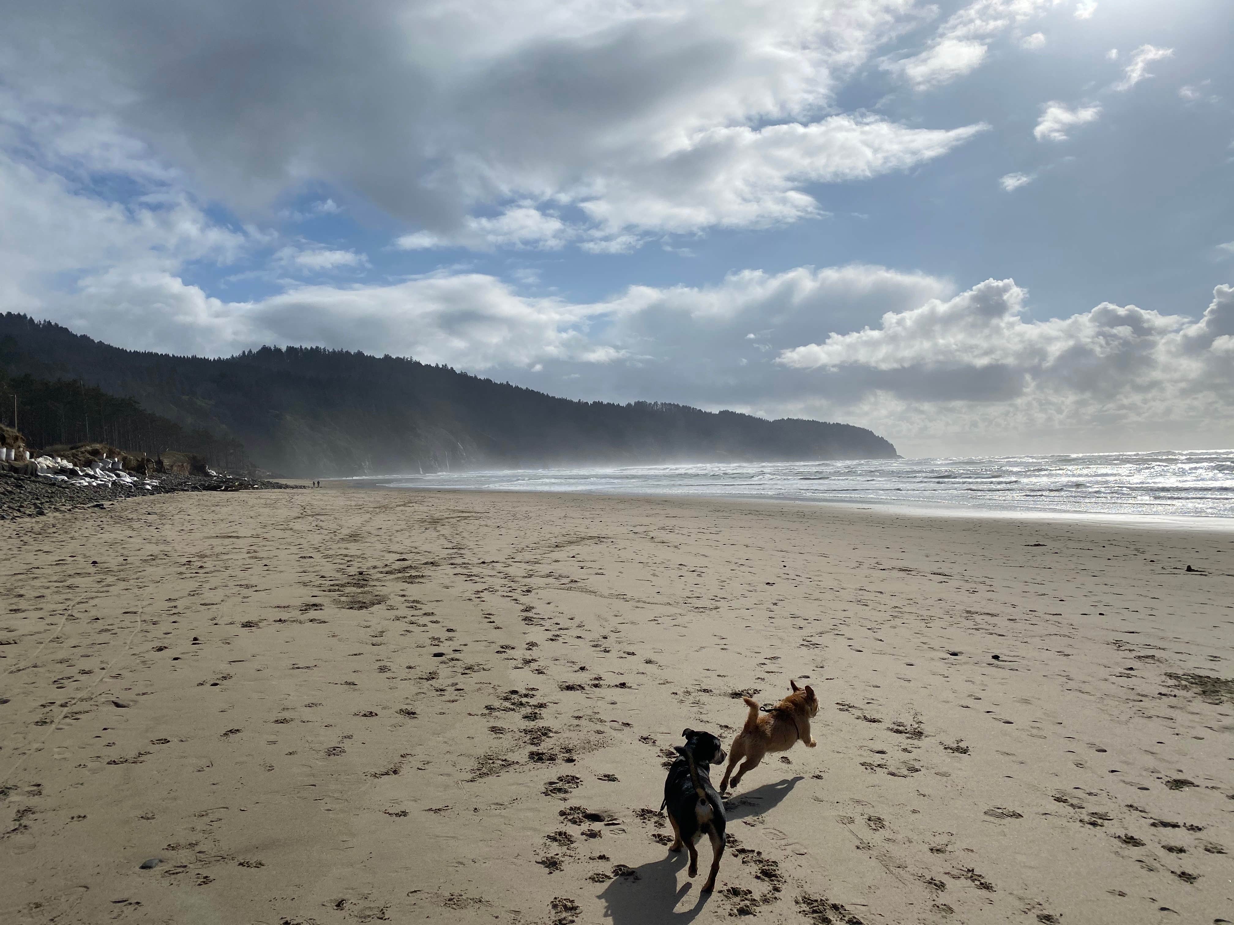 Chris T.'s photo of camping with pets at Cape Lookout State Park Campground near Pacific City, OR