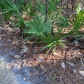 Review photo of Davis Bayou Campground — Gulf Islands National Seashore by John B., March 23, 2021