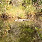 Review photo of Davis Bayou Campground — Gulf Islands National Seashore by John B., March 23, 2021