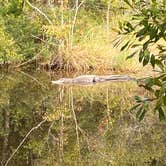 Review photo of Davis Bayou Campground — Gulf Islands National Seashore by John B., March 23, 2021