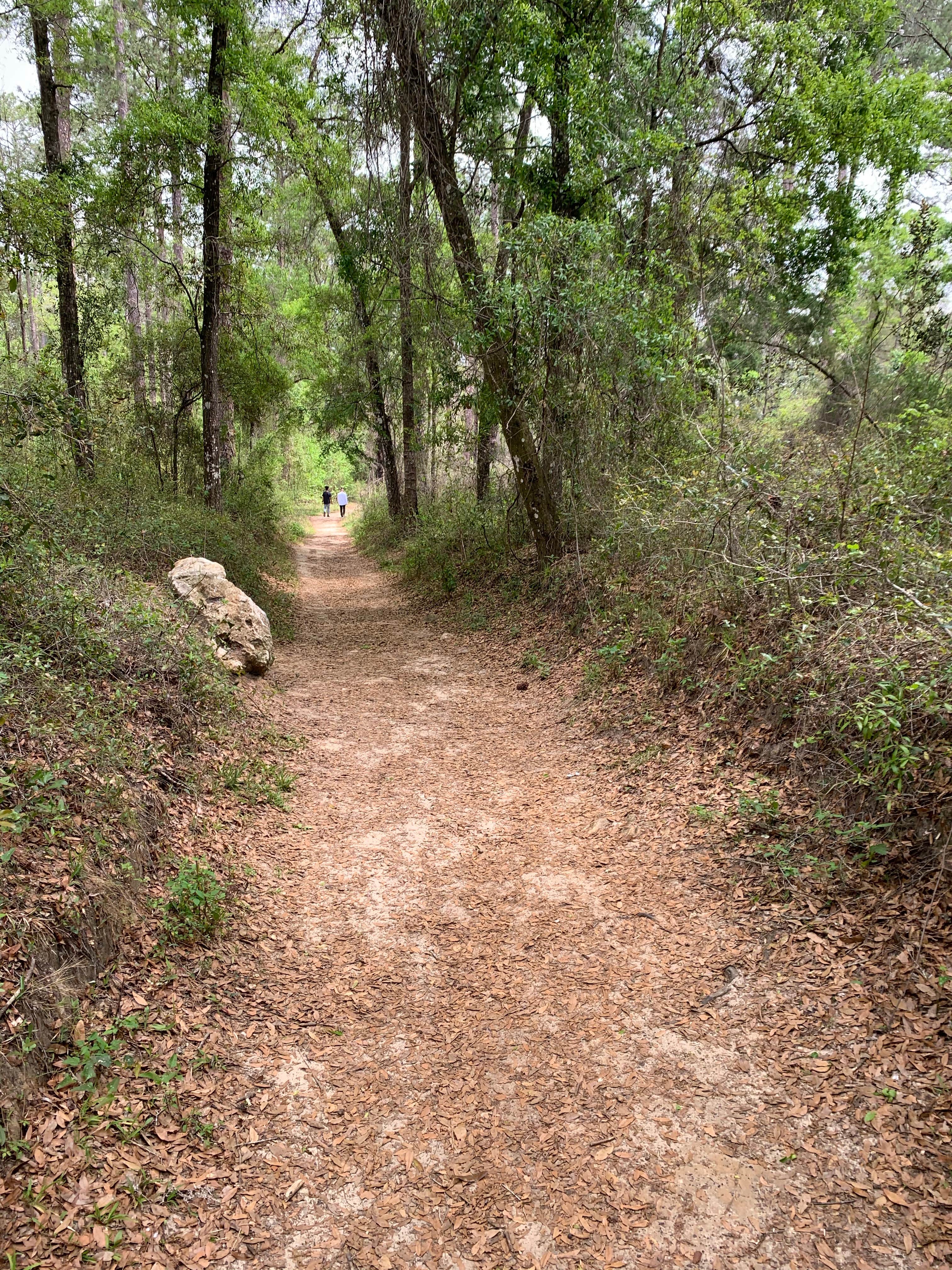 Camper submitted image from Withlacoochee State Forest - Annutteliga Hammock Trail - 1