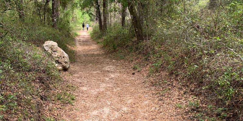 Camper submitted image from Withlacoochee State Forest - Annutteliga Hammock Trail