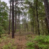 Review photo of Withlacoochee State Forest - Annutteliga Hammock Trail by CDCA , March 23, 2021
