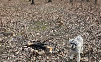 Jessica's photo of camping with pets at Daniel Boone Conservation Area near Mexico, MO