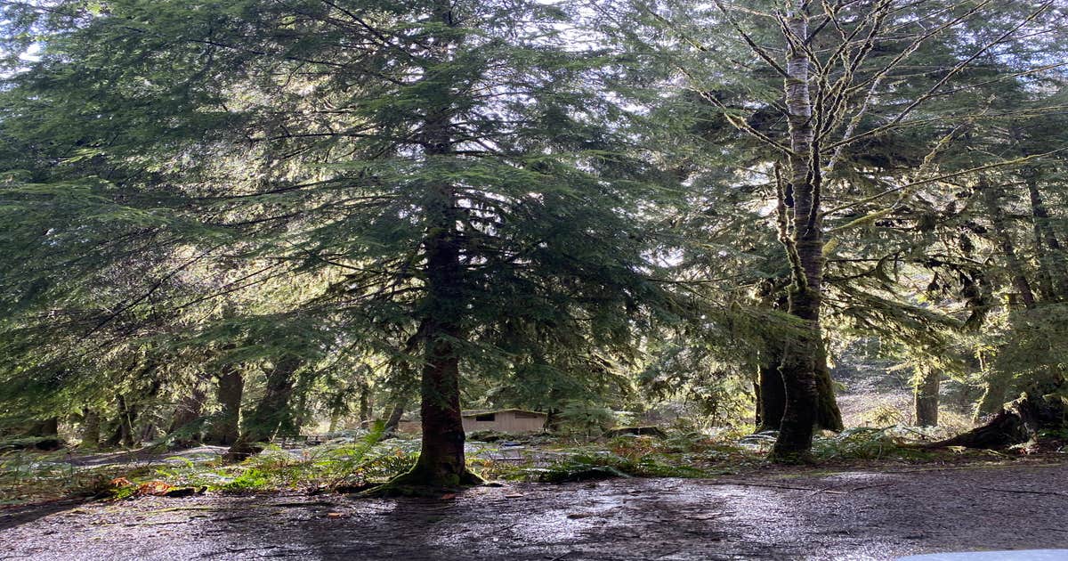 Hoh Oxbow Campground Camping Forks, WA The Dyrt