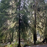 Review photo of Hoh Oxbow Campground by Amy , March 23, 2021