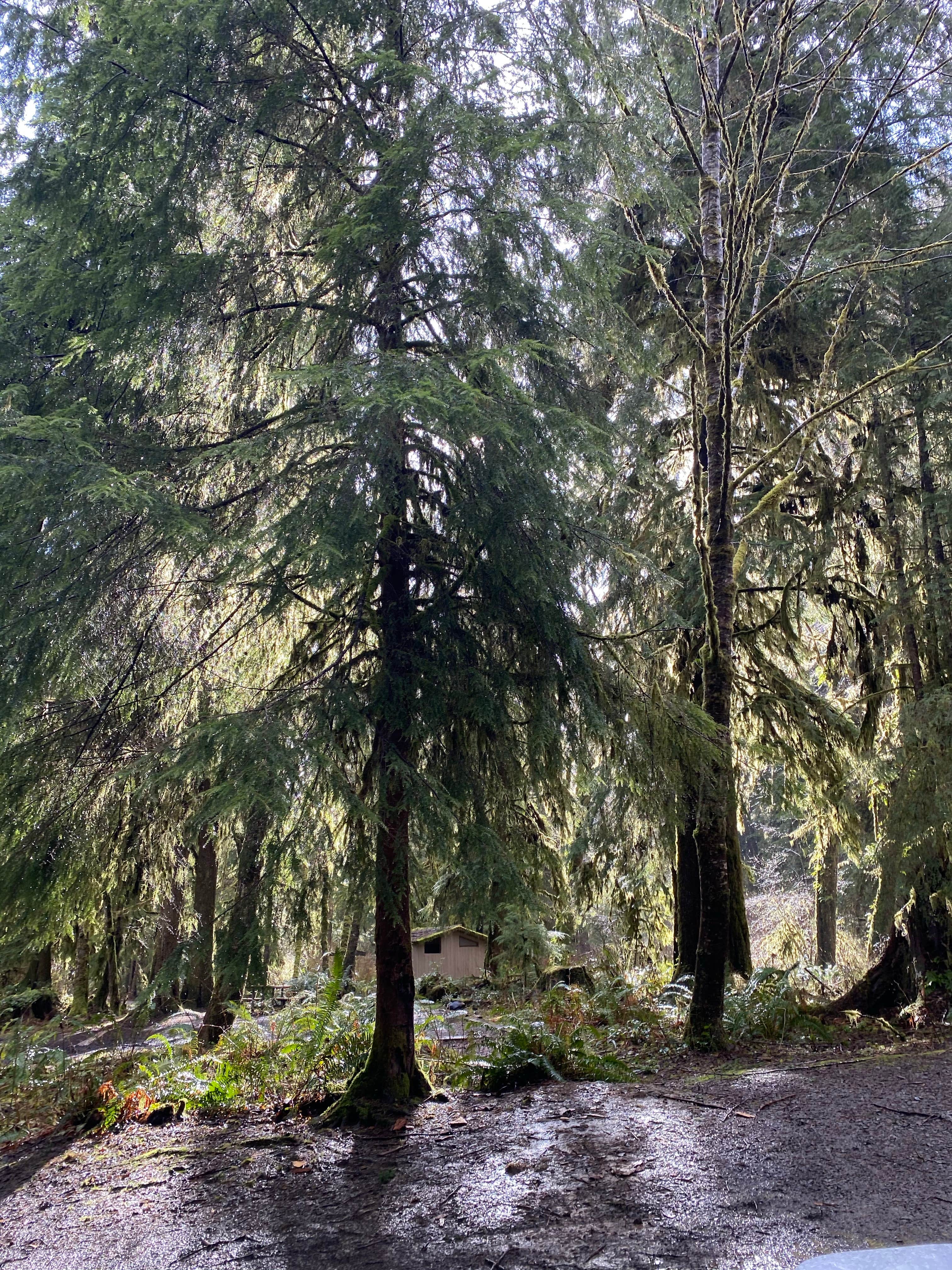 Camper-submitted photo at Hoh Oxbow Campground near Sekiu, WA