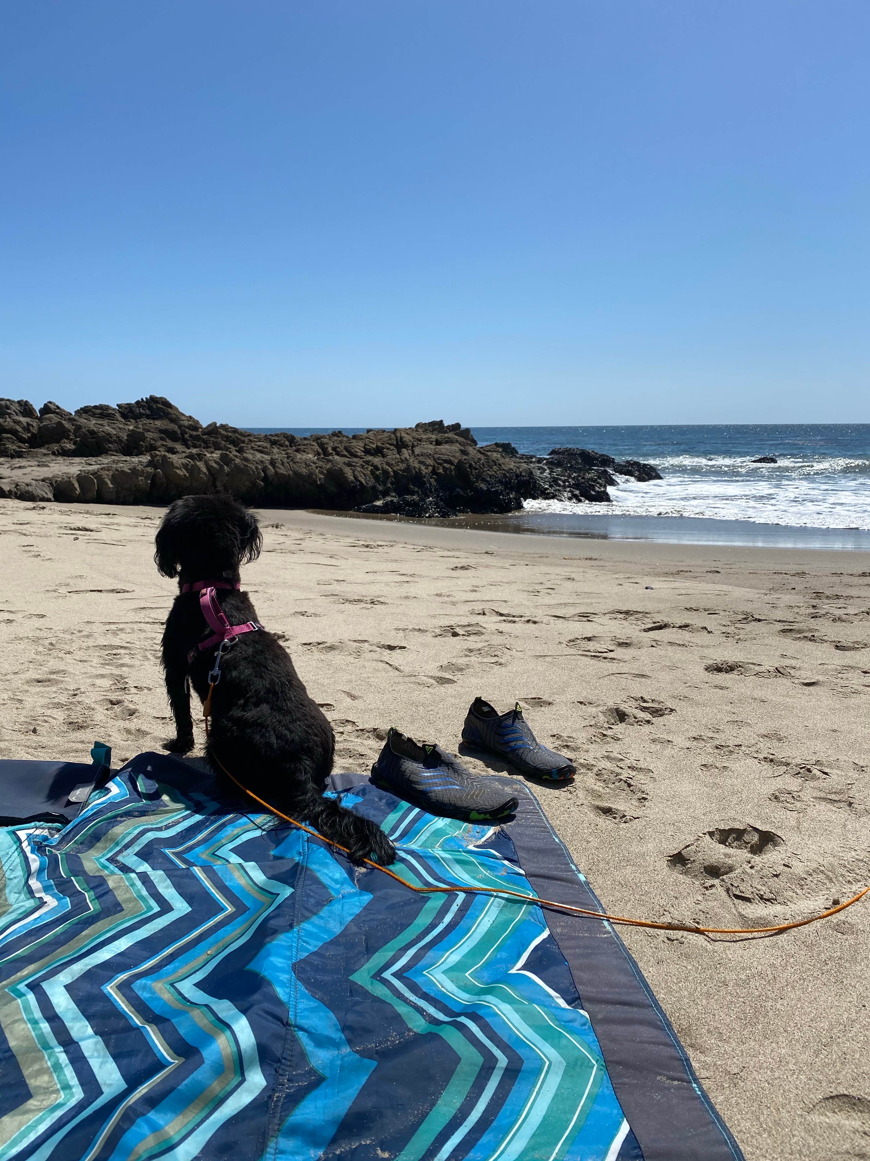Joseph's photo of camping with pets at Canyon Campground — Leo Carrillo State Park Campground near Santa Monica Mountains National Recreation Area