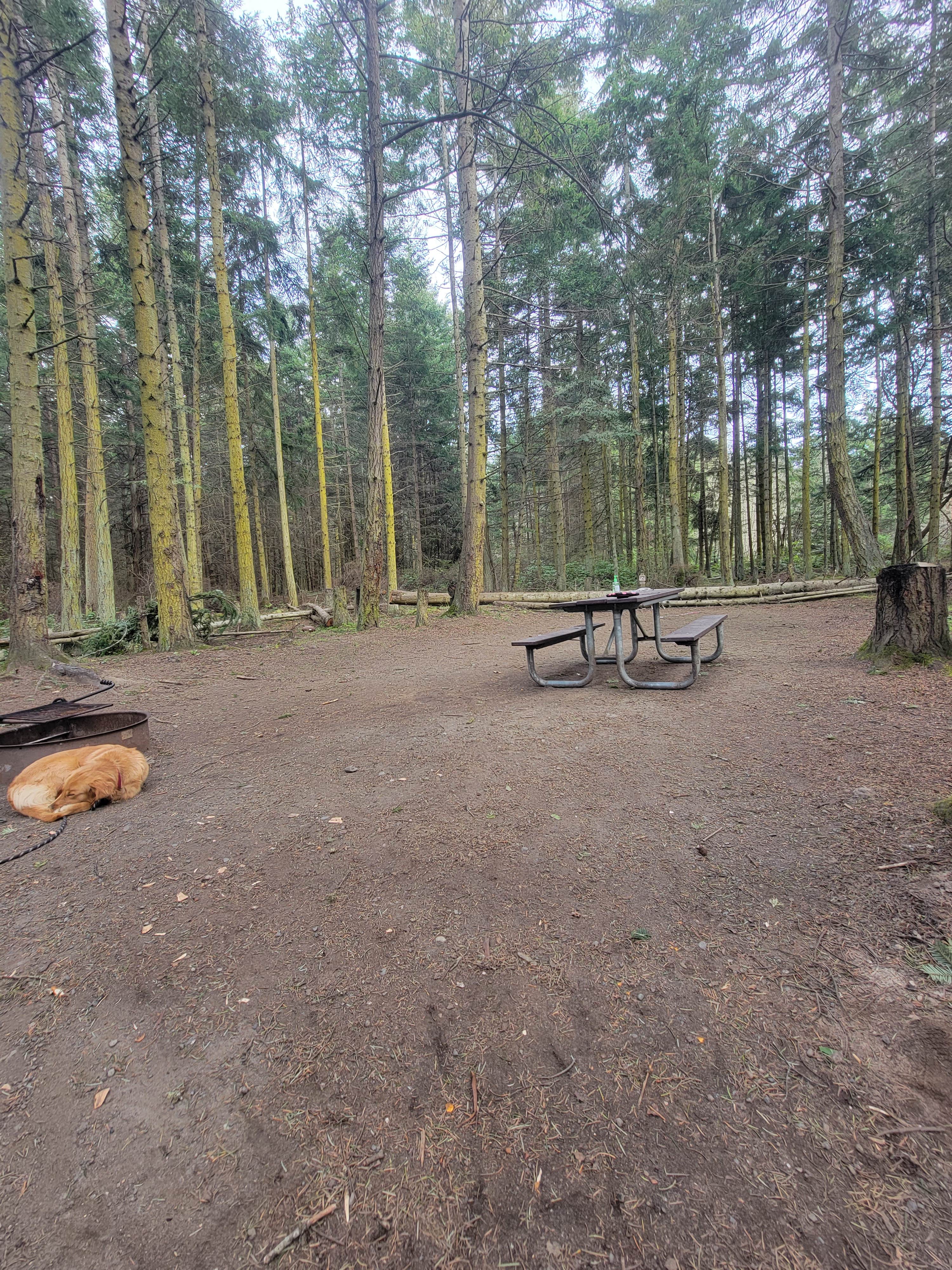 Camper submitted image from Dungeness Recreation Area Clallam County Park - 5