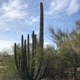 Review photo of Twin Peaks Campground — Organ Pipe Cactus National Monument by Rick G., March 24, 2021