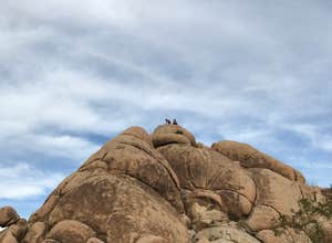 Indian Cove Campground — Joshua Tree National Park